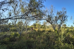 IMG_20250116_182221957_HDR