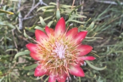 IMG_20250213_182517487_HDR